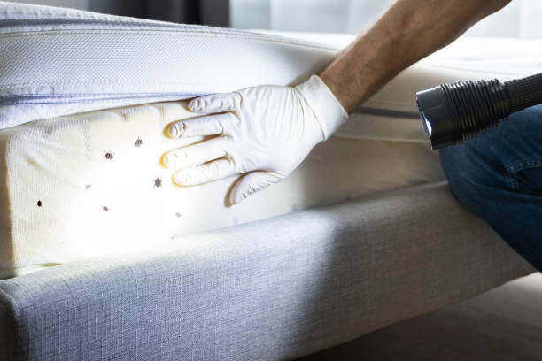 Best Rat Extermination Near Me  in West Park, FL