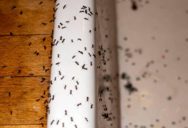 Best Affordable Pest Control Services  in West Park, FL