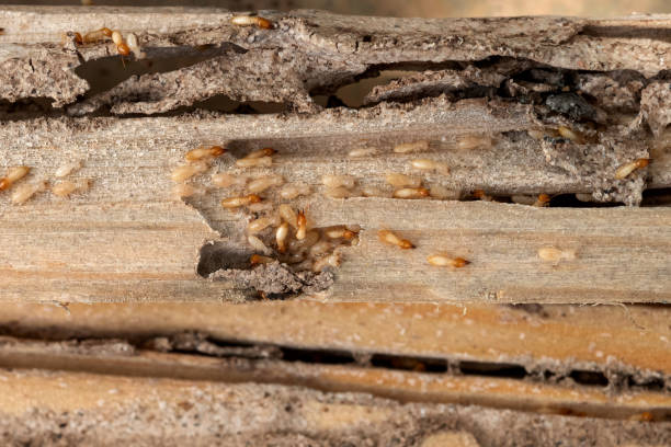 Best Wildlife Control Services  in West Park, FL