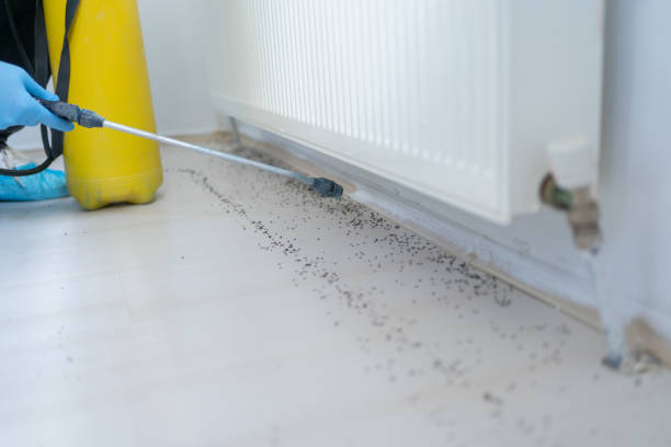 Best Termite Control Services  in West Park, FL